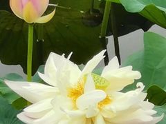 -荷塘月色湿地公园·向阳花洲