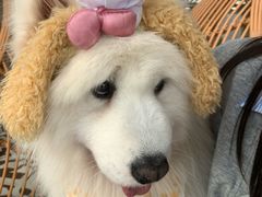 -星多哈·狗咖·拼豆·咖啡