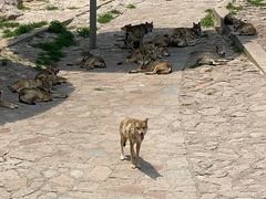 -西霞口神雕山野生动物世界
