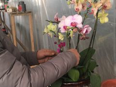 -龙大花卉苗木市场