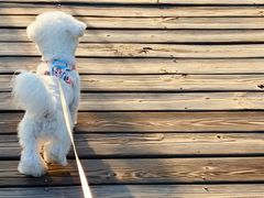 -翊宠yipet猫狗购宠庄园犬舍•猫舍