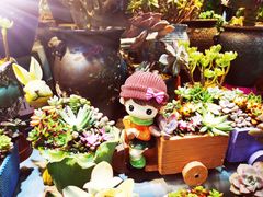 -大自然花鸟鱼虫市场