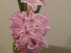 -龙大花卉苗木市场