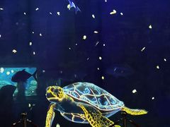 -海合安成都极地海洋公园