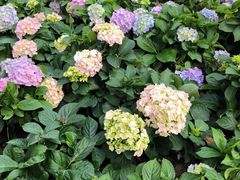 -广州白天鹅宾馆