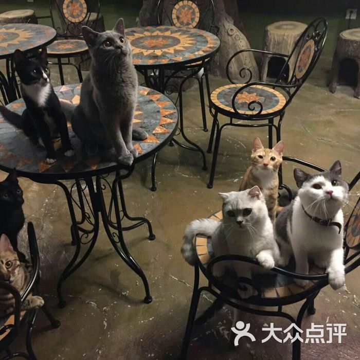 不思议的猫花园猫咪咖啡馆