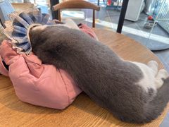 -萌兽医馆·眼科·异宠专科(三里屯店)