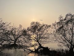 -宝安西湾红树林湿地公园