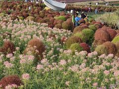 -径山花海