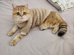 -老吴的猫·猫舍(新区店)
