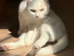 -有猫主题·治愈系猫咖(曾厝垵店)
