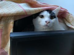 -伟伟宠物医院·瑞派猫友好医院·猫科(光谷店)