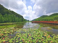 -广州市石门国家森林公园