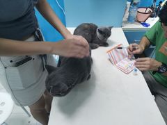 -瑞派宠物医院(搏威敦和院)