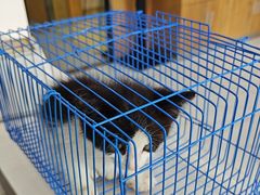 -艾贝尔宠物医院·24H转诊中心·肿瘤猫专科(江宁双龙店)