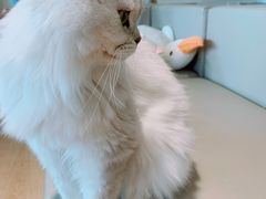 -猫腻·猫咖·撸猫馆(星光大道店)