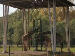 -哈尔滨北方森林动物园