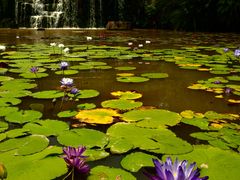 -中国科学院西双版纳热带植物园