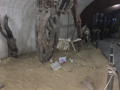 -上海佘山国家森林公园东门地面停车场