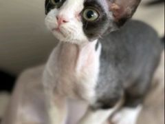 -pd派德宠物中心医院24H急重症·眼科中心·血液透析中心(嵩山北路店)