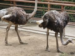 -栾川竹海野生动物园