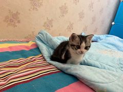 -pd派德宠物中心医院24H急重症·眼科中心·血液透析中心(嵩山北路店)