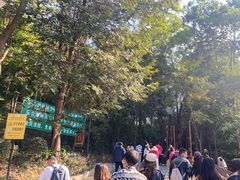 -西双版纳原始森林公园