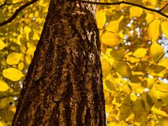 -三块石国家森林公园