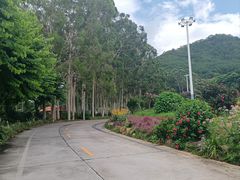 -雁南飞茶田景区