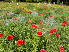 -上海共青森林公园