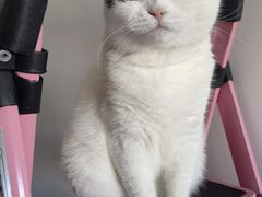 -纳吉亚猫专科动物医院·北北分院