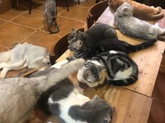 -李小姐の猫咖啡馆(五角场店)