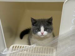 -欣宠猫屋·矮脚拿破仑·蓝金金渐层