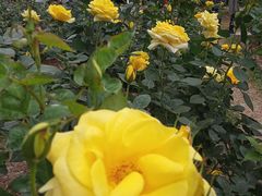 -人民公园(罗湖区)