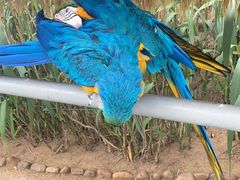 -西霞口神雕山野生动物世界