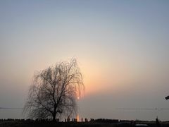 -西京湾花海