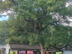 -普陀山风景名胜区-法雨禅寺