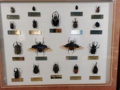 -上海昆虫博物馆