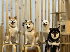 -柴迷FANS CLUB·柴犬狗咖·猫咖