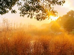 -海上花岛玫瑰园采摘