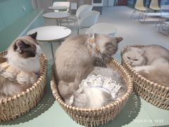 -怪兽屋·羊驼·猫咖·狗咖(俊华广场店)