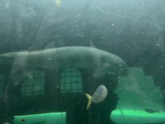-悉尼海洋生物水族馆