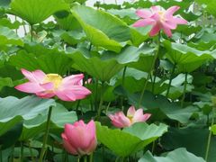 android_upload_pic-紫竹院公园冰场