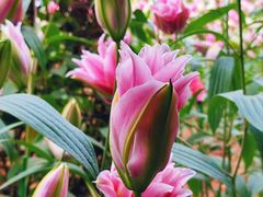 -郑州中国绿化博览园