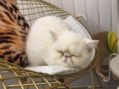 -豆老板的猫咖啡(碑林博物馆店)