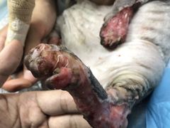 -美联众合动物医院(·中兽医·疑难杂症·严家桥分院)