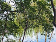 -溱湖国家湿地公园