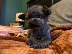 -熊小胖宠物生活馆(天华园店)