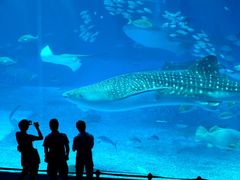 -烟台海昌鲸鲨海洋公园