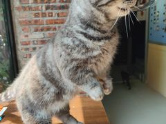 -豆逗聊愈猫阁Easy Life